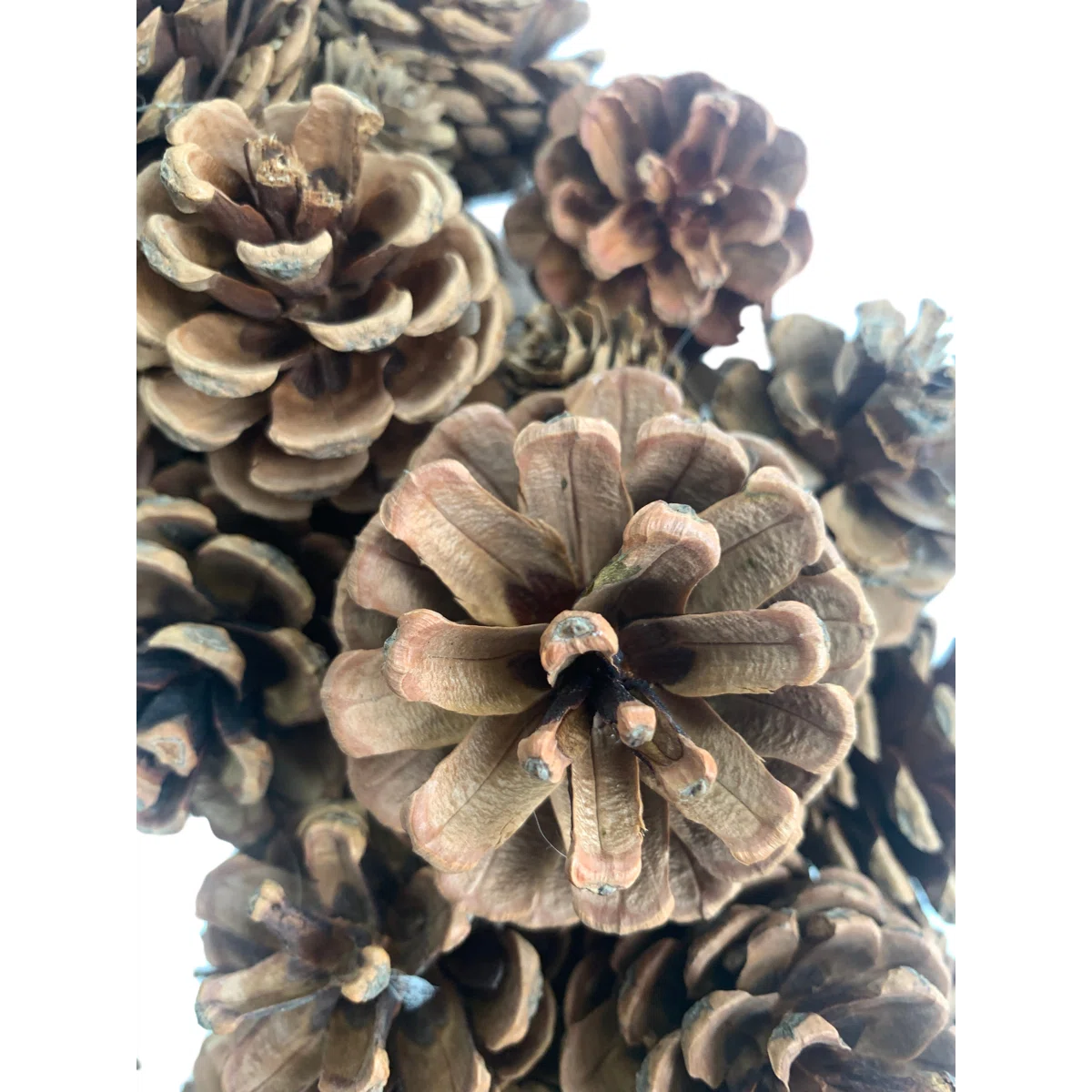 Natural pine cones close-up
