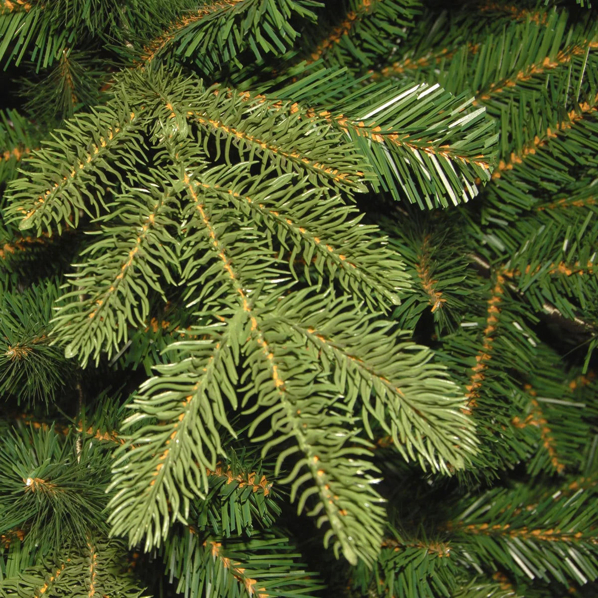 Realistic spruce needles close-up