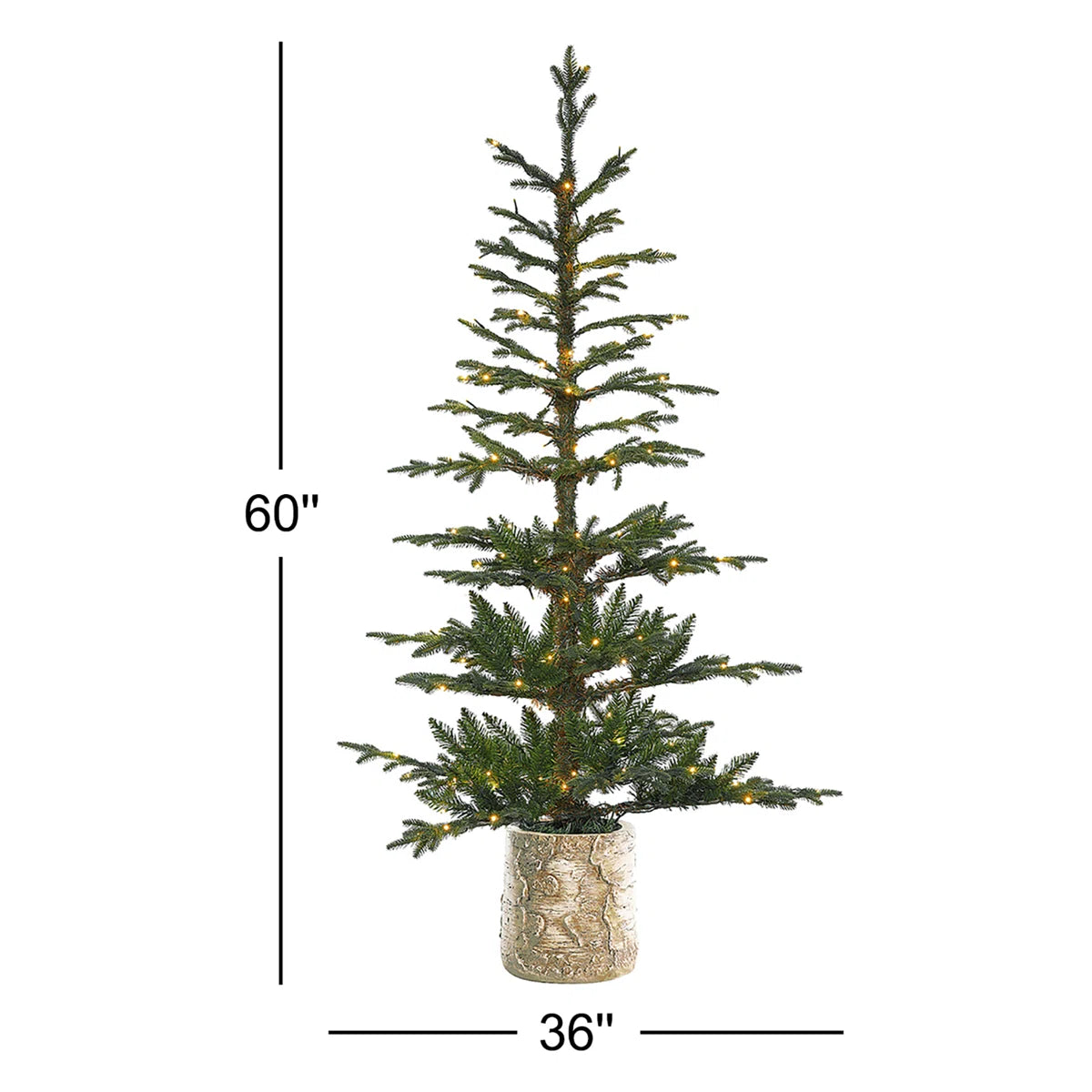 Potted fir tree dimensions