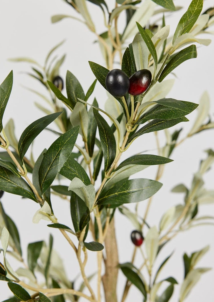 Japandi Potted Olive Tree Plant