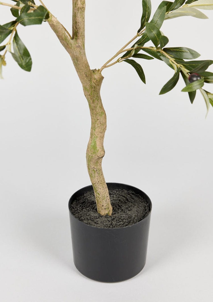 Japandi Potted Olive Tree Plant