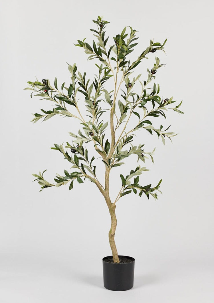 Japandi Potted Olive Tree Plant