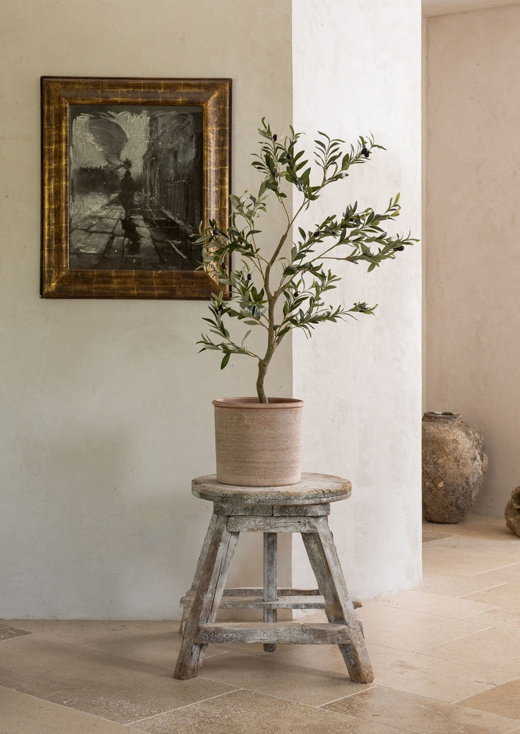 Japandi Potted Olive Tree Plant