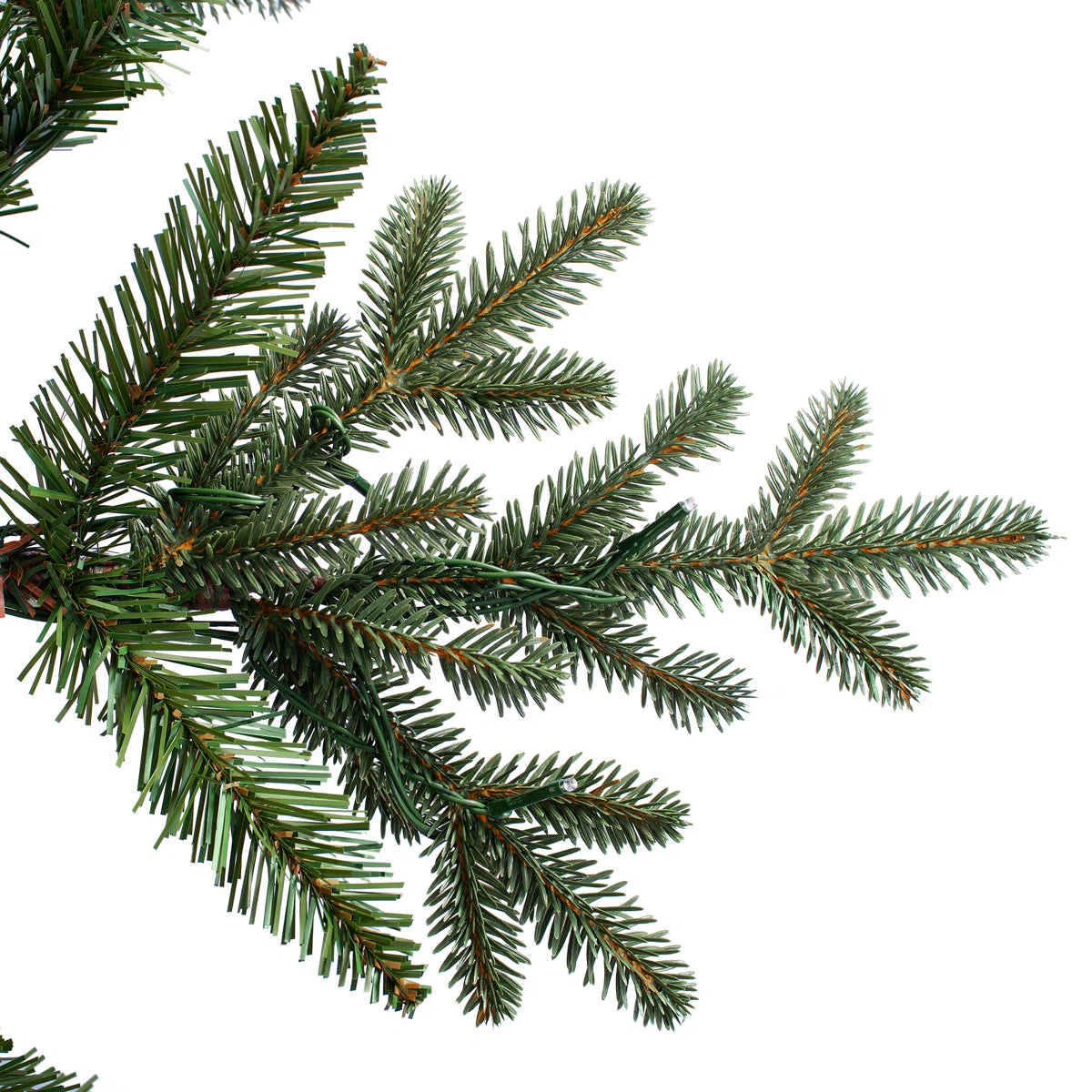 Fir branch close-up
